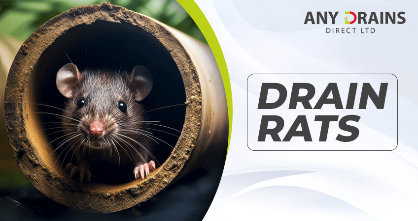 Rats in the ranks: How to battle rodents in your drainage system